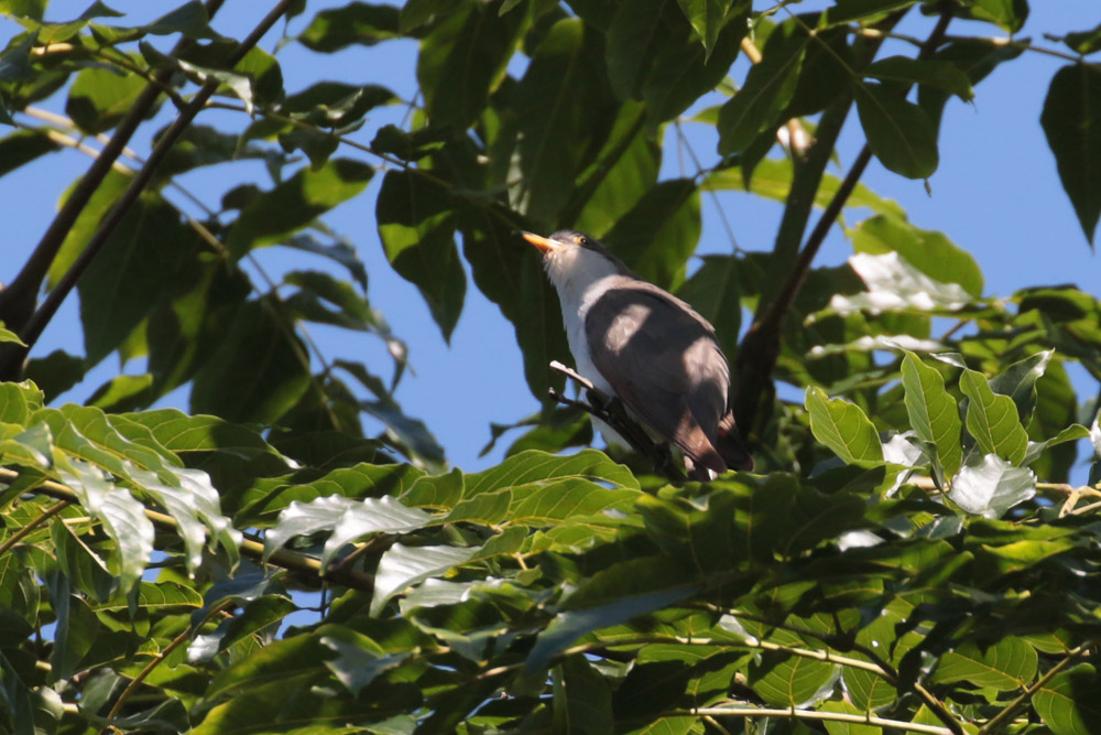 Yellow-billed Cuckoo